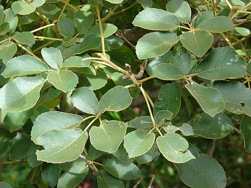 Tabebuia serratifolia